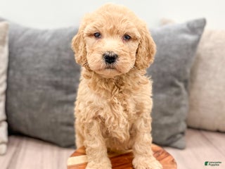 Goldendoodle dogs - Ad 38