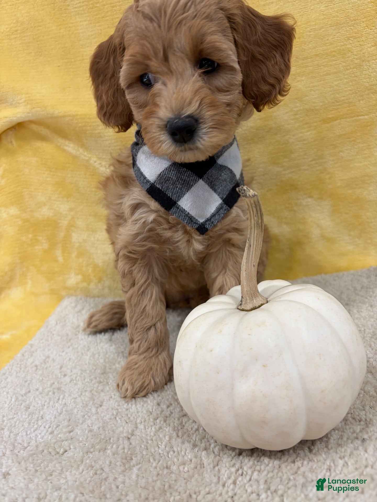 Mini Goldendoodle dogs for sale: Gracie - Ad 1