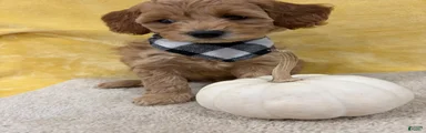 Gracie