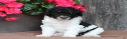 Standard Poodle dogs for sale: Sage AKC standard poodle - Ad 33