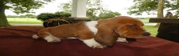 Basset Hound dogs for sale: Basset Hound 6 Goldie - Ad 3