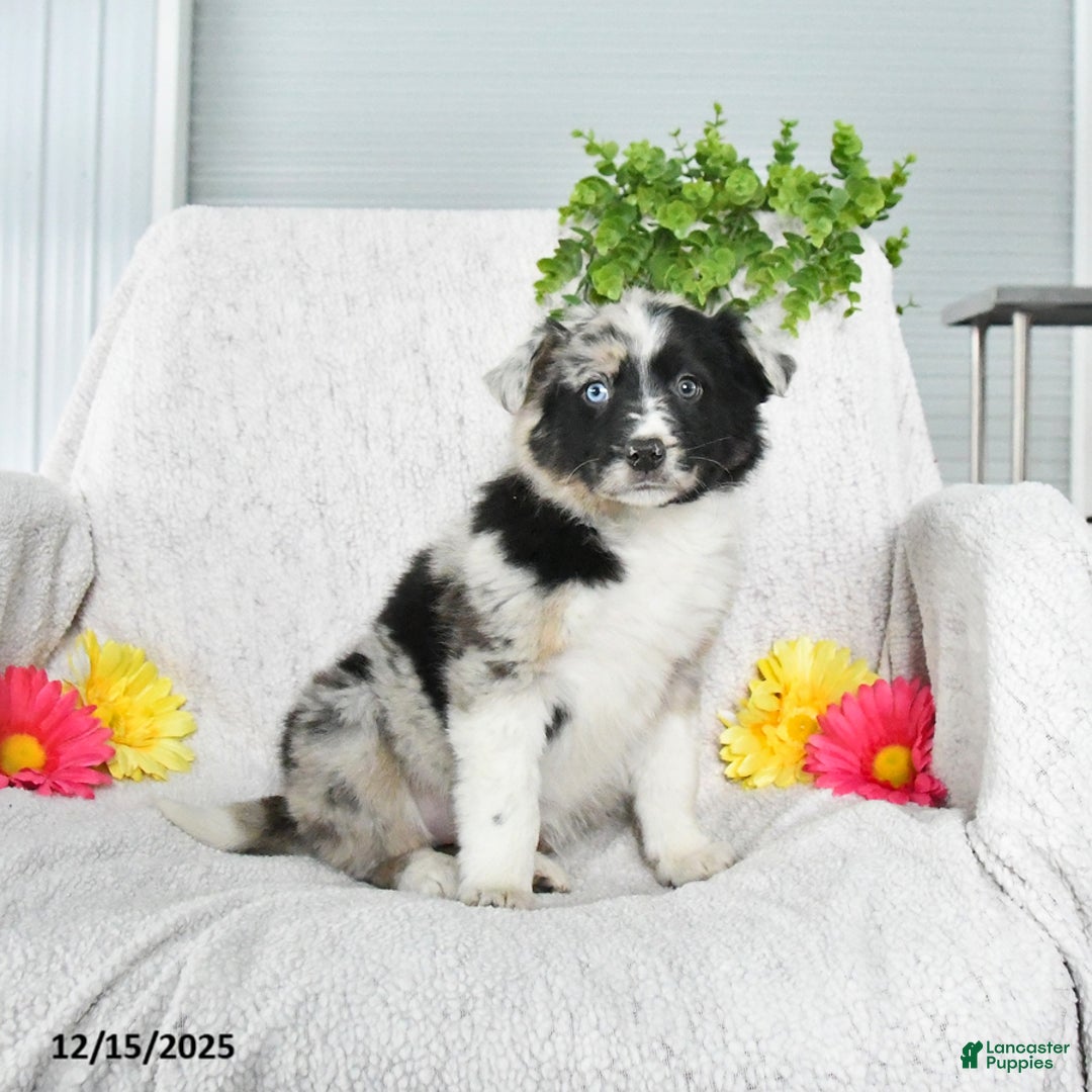 Border Collie dogs for sale: Lilac - Ad 1