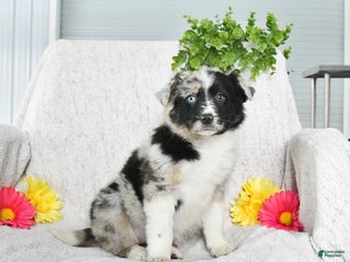 Border Collie dogs Lilac - Ad 33