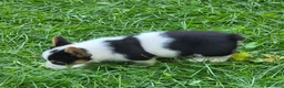 Welsh Corgi Pembroke dogs for sale: Oreo girl  - Ad 24