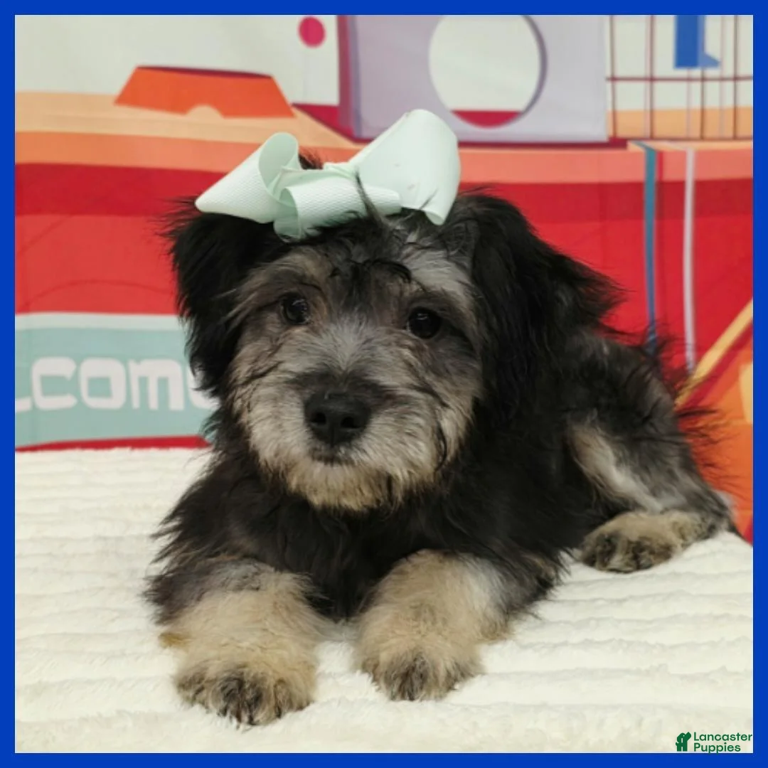 Mixed Breed dogs for sale: Nico - Ad 2
