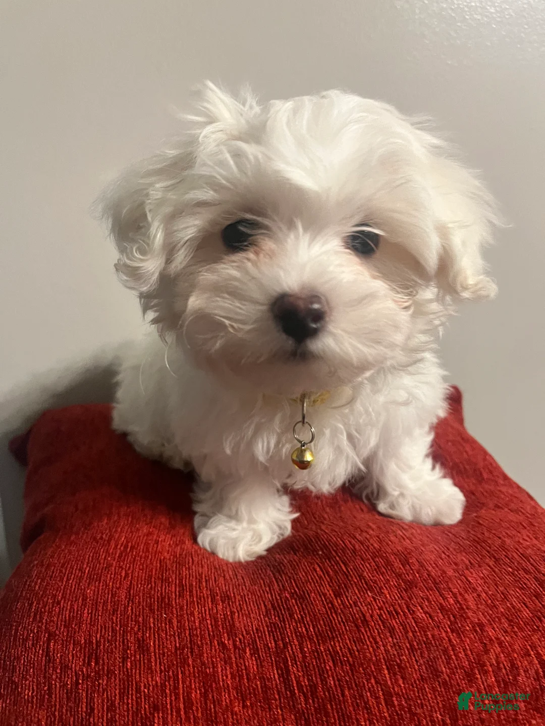 Mixed Breed dogs for sale: Mixed Breed Puppy 1 Cotton  - Ad 7