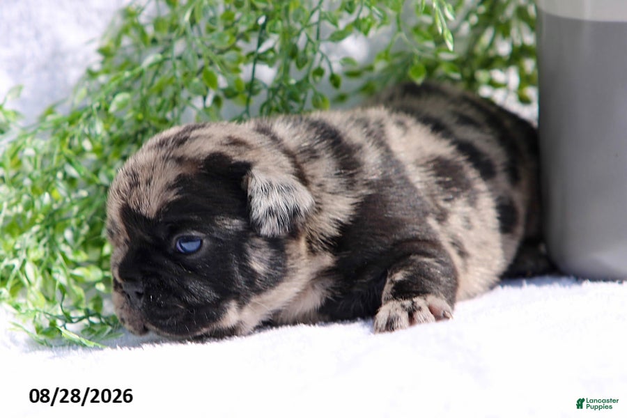 French Bulldog dogs Dawson - Ad 2