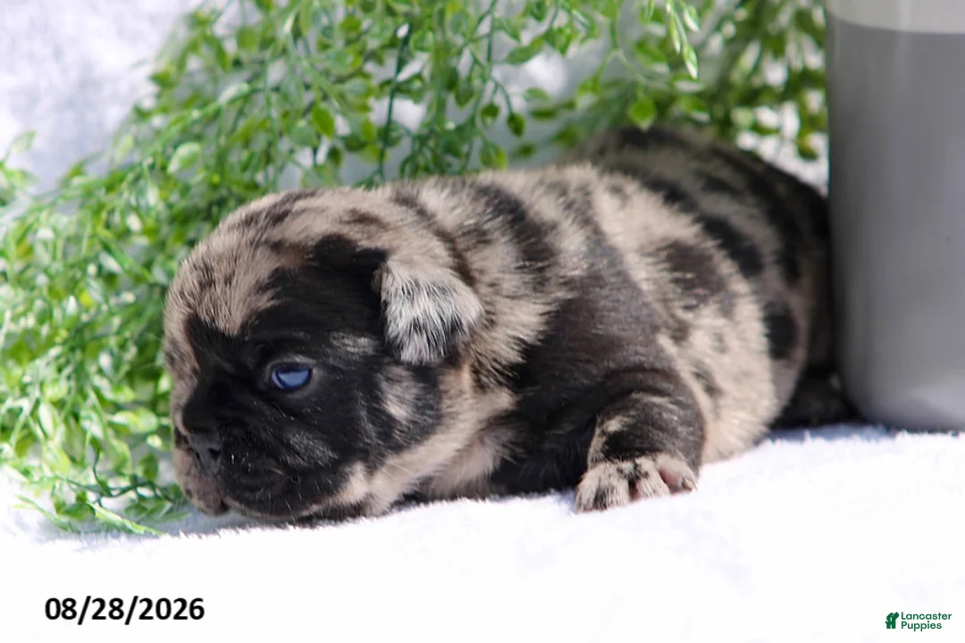 French Bulldog dogs for sale: Dawson - Ad 2