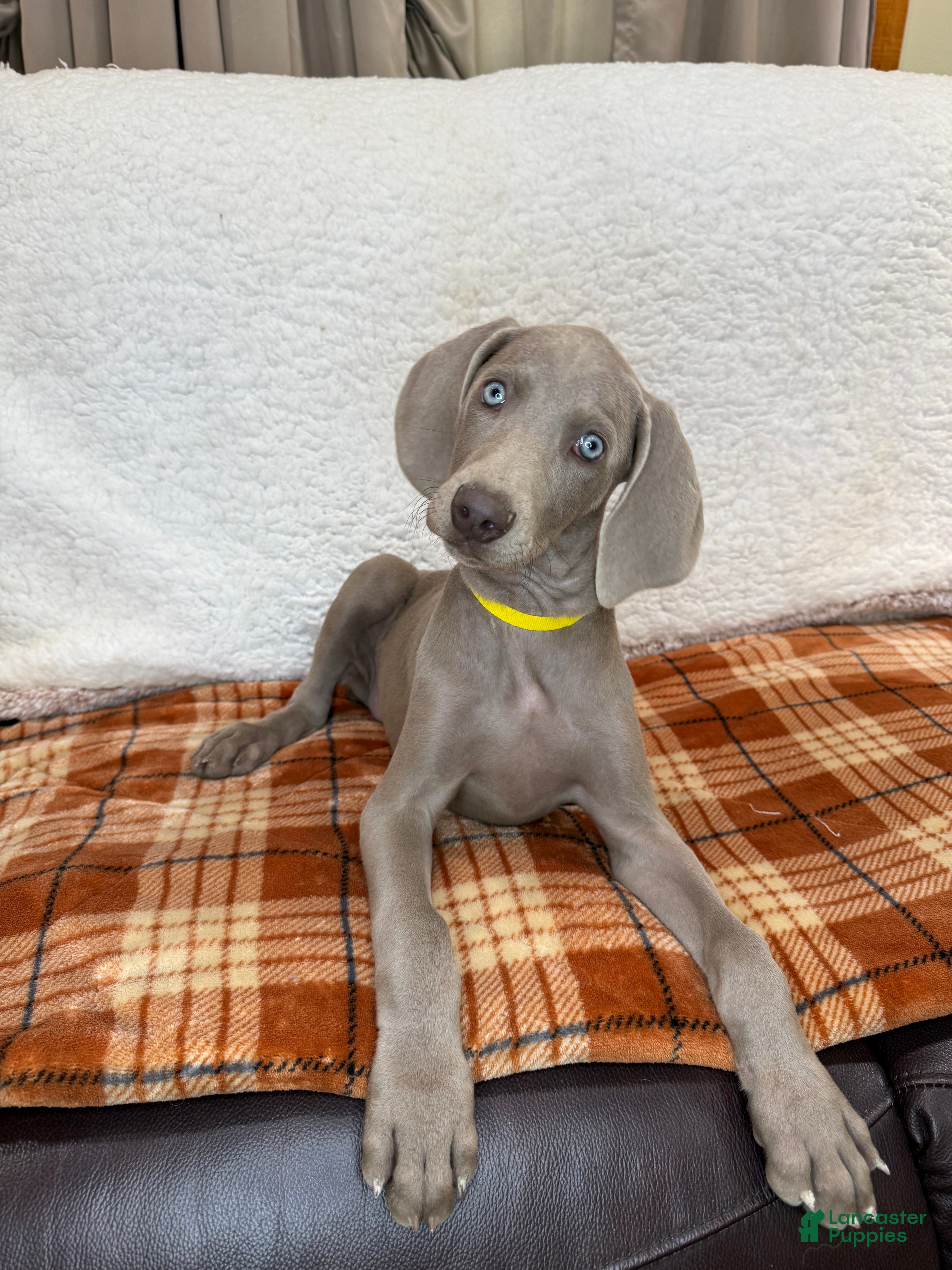 Weimaraner dogs Yellow - Ad 6