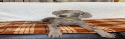 Weimaraner dogs for sale: Yellow - Ad 1