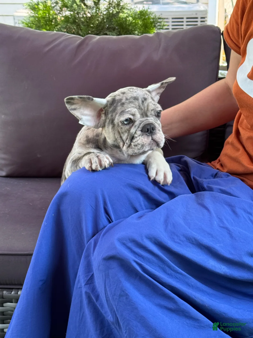 French Bulldog dogs for stud: French Bulldogs  - Ad 1