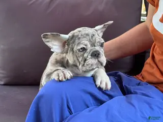 French Bulldog dogs French Bulldogs - Ad 9