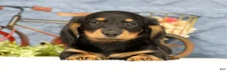 Miniature Dachshund dogs for sale: June - Ad 6