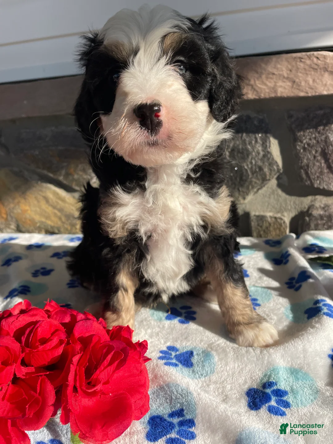 Mini Bernedoodle dogs for sale: Jagger - Ad 1