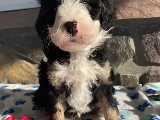 Mini Bernedoodle dogs Jagger - Ad 24