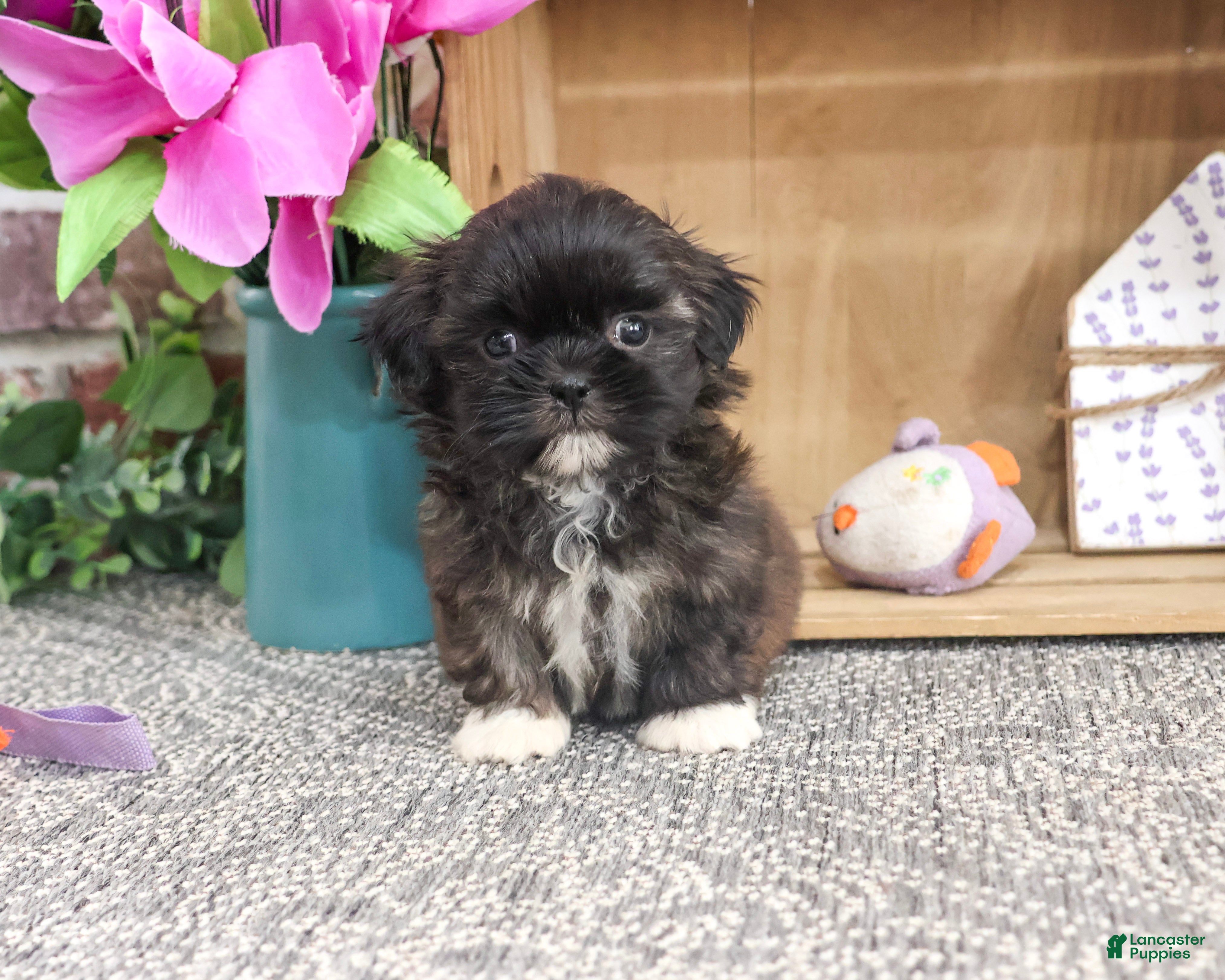 Shih Tzu dogs Harriet - Ad 19