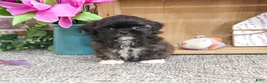 Harriet