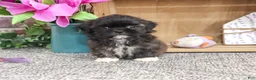 Shih Tzu dogs for sale: Harriet - Ad 1
