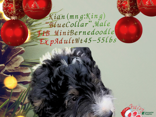 Mini Bernedoodle dogs Kian “Blue Collar” Male - Ad 40