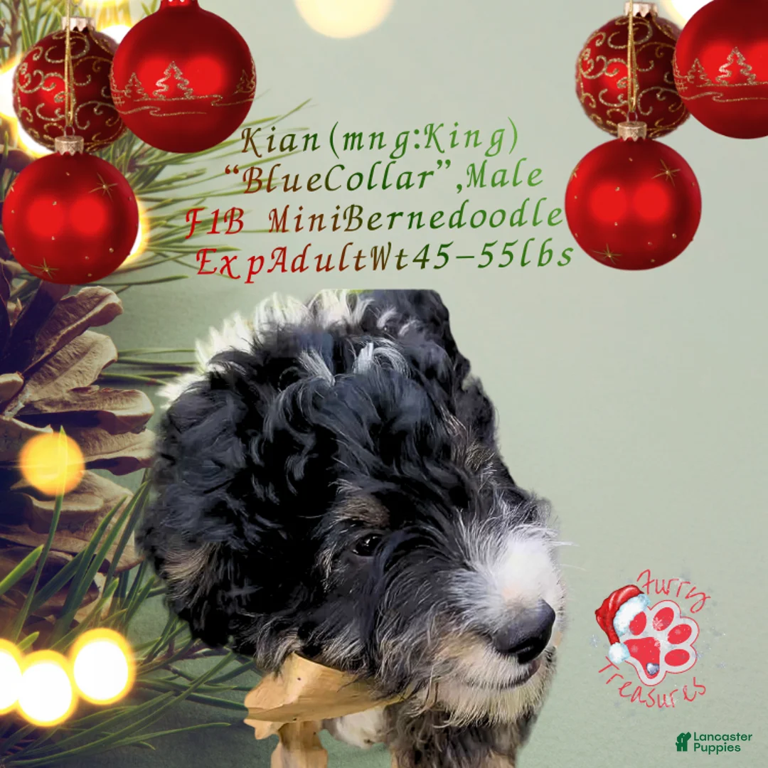 Mini Bernedoodle dogs for sale: Kian “Blue Collar” Male - Ad 13