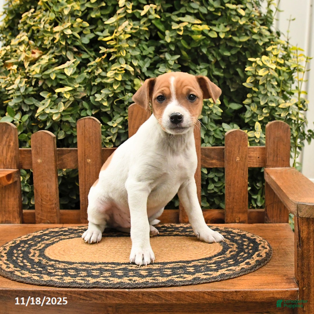 Mixed Breed dogs for sale: Skippy - Ad 2