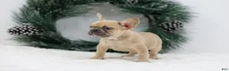 French Bulldog dogs for sale: Ina - Ad 4