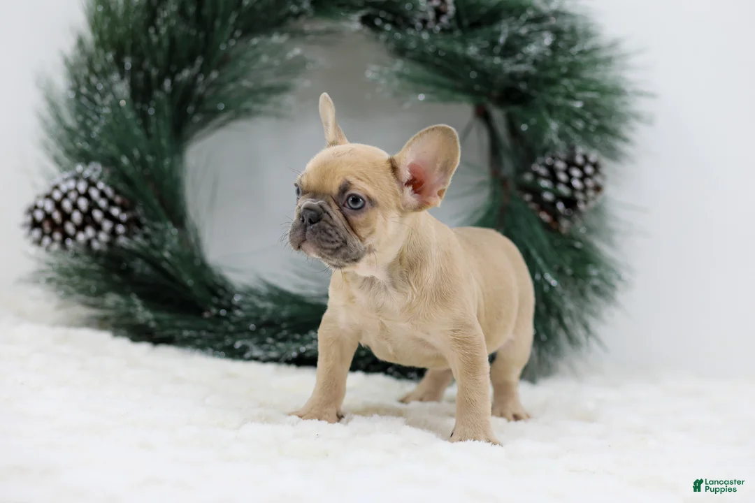 French Bulldog dogs for sale: Ina - Ad 4
