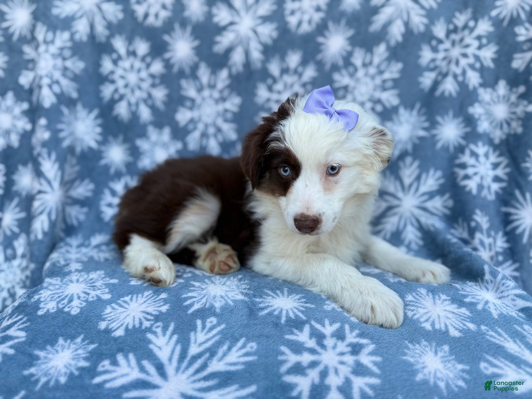 Miniature Australian Shepherd dogs for sale: Peanut - Ad 3