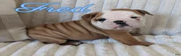 English Bulldog dogs for sale: AKC Fred  - Ad 5