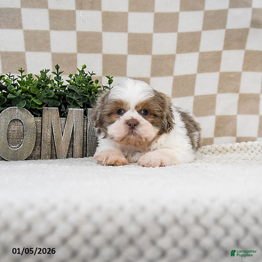 Shih Tzu dogs for sale: Zoomer - Ad 3
