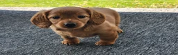 Miniature Dachshund dogs for sale: Molly - Ad 5