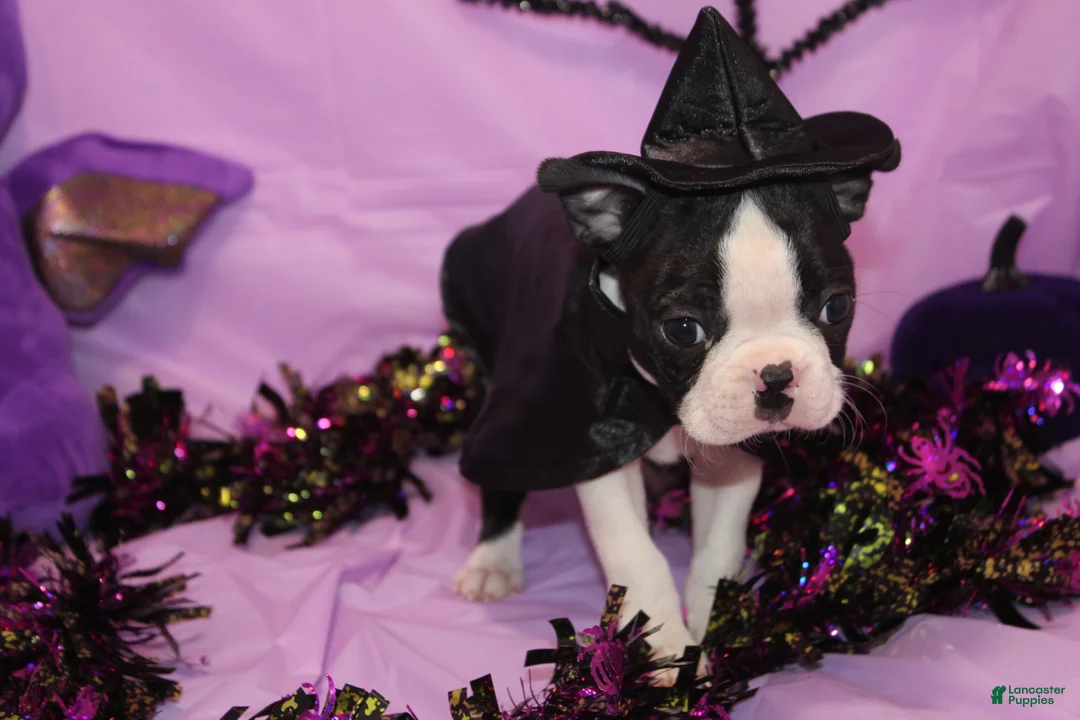 Boston Terrier dogs for sale: Minka - Ad 2