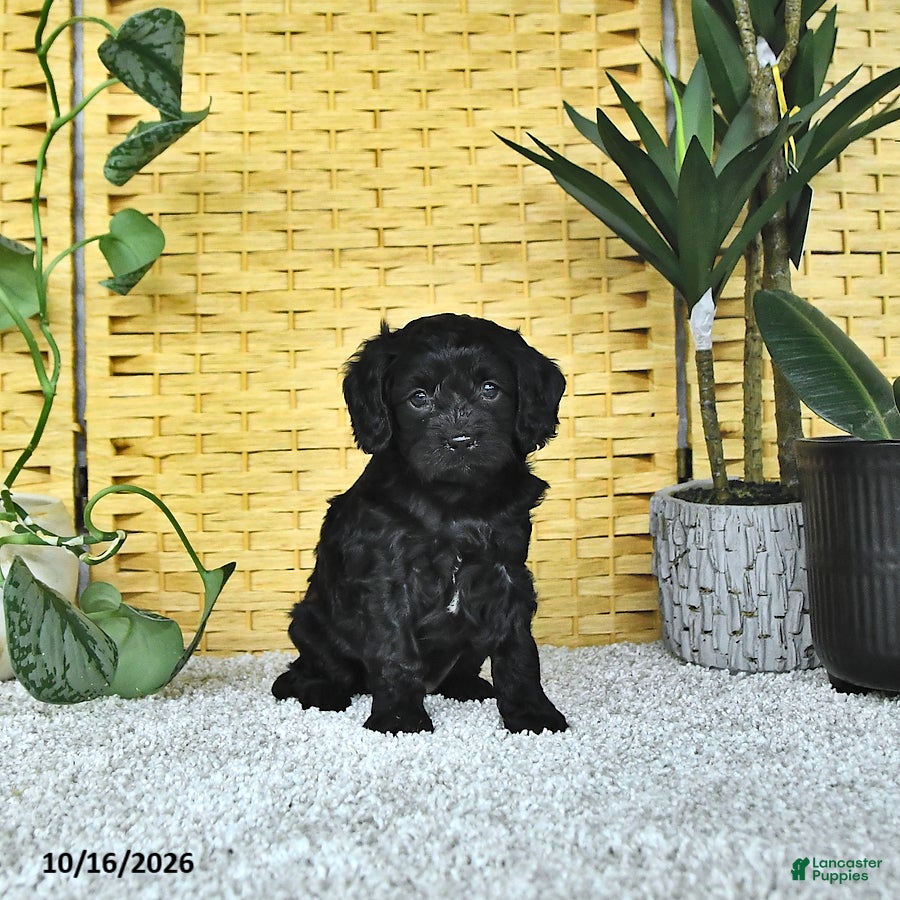 Cavapoo dogs for sale: Daphne - Ad 2
