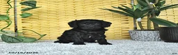Cavapoo dogs for sale: Daphne - Ad 2