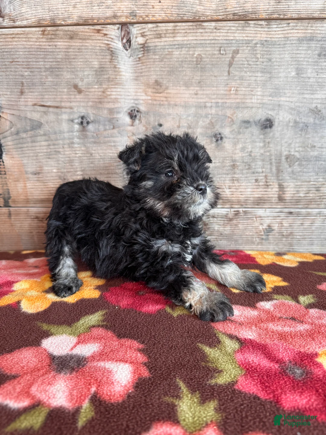 Miniature Schnauzer dogs for sale: Miniature Schnauzer Puppy 1 - Ad 4