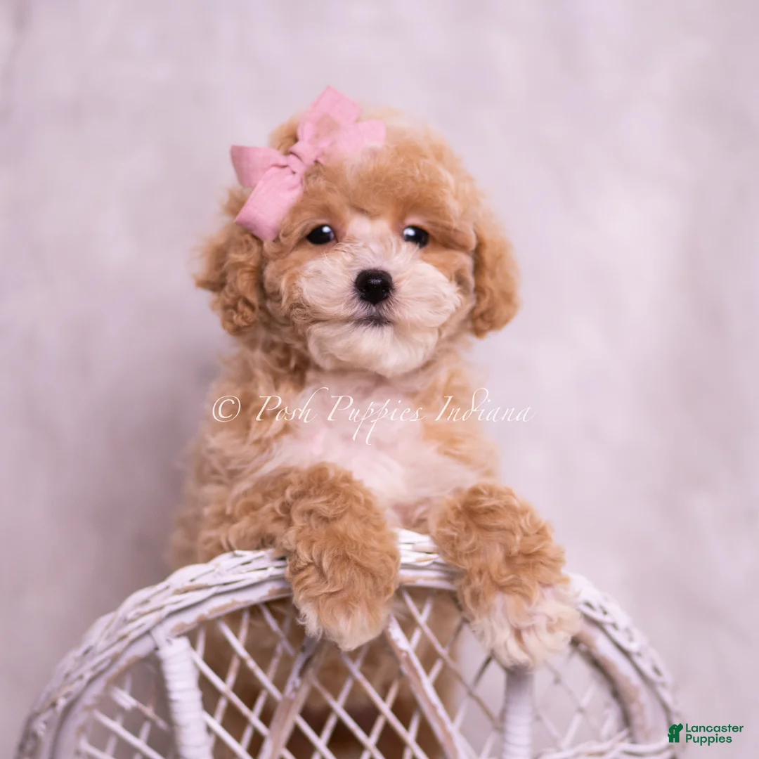 Toy Poodle dogs for sale: Miki - Ad 1