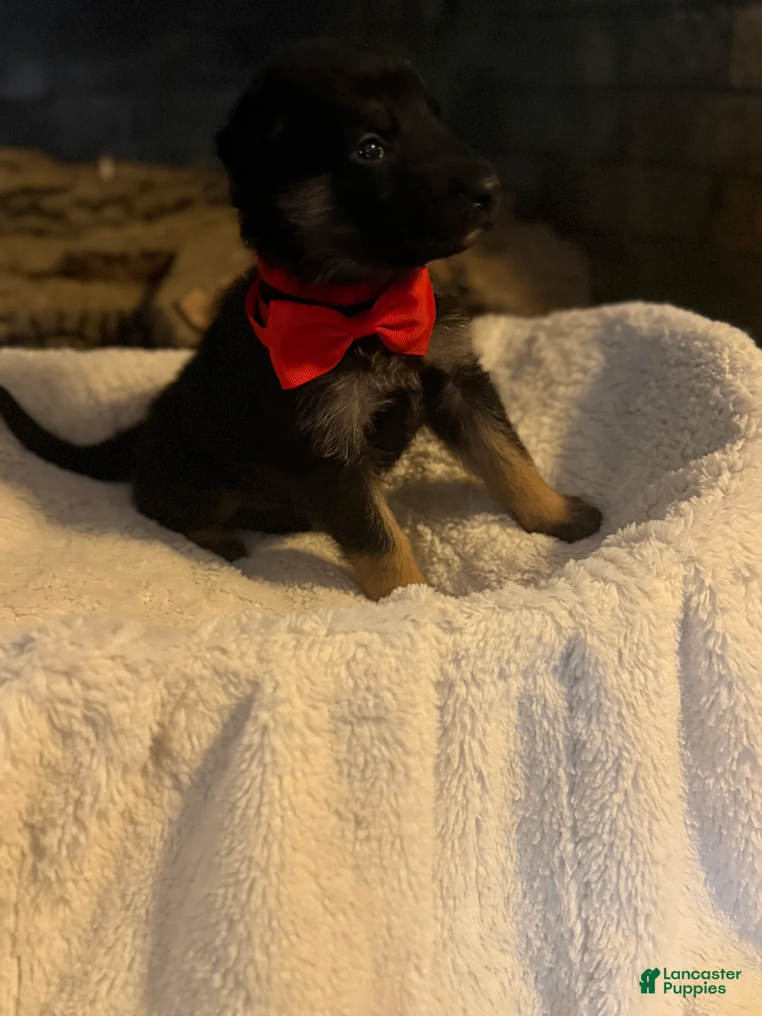 German Shepherd dogs for sale: Raptor - Ad 2