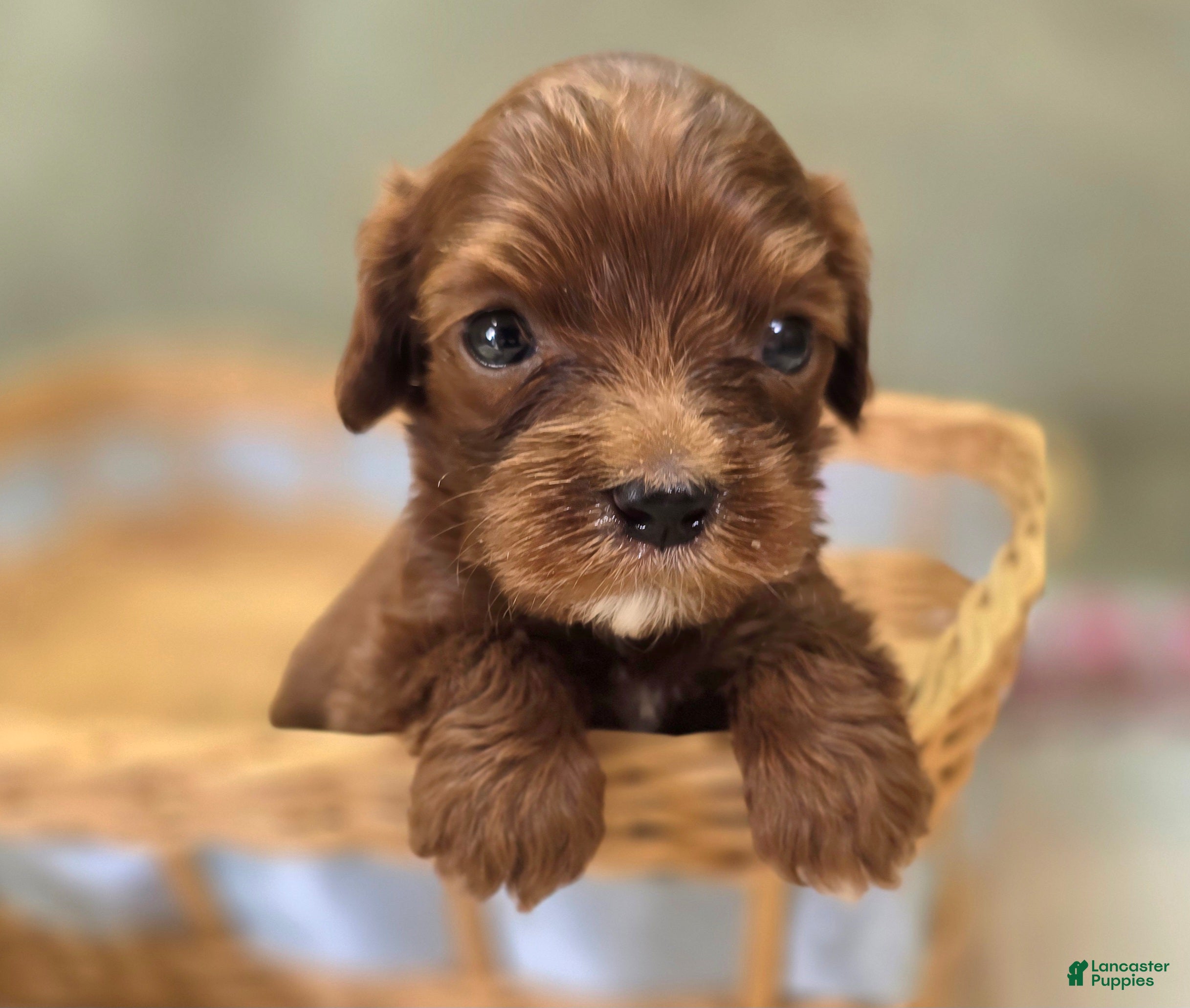 Cockapoo dogs Emily - Ad 28