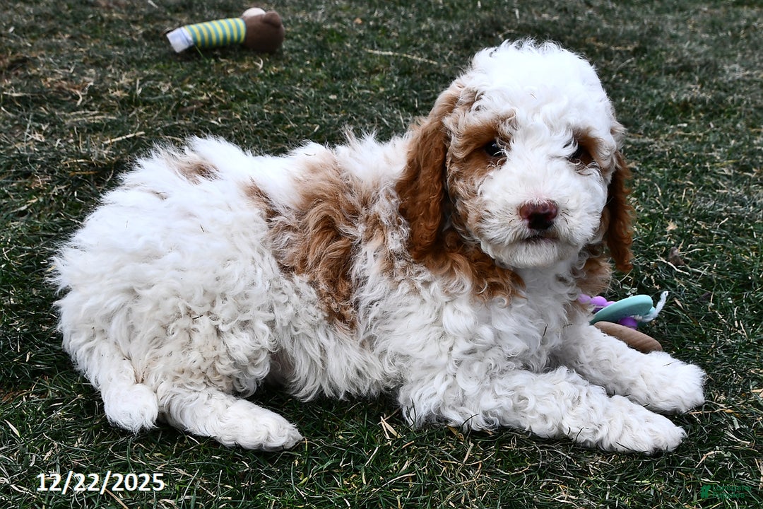 Mini Goldendoodle dogs for sale: Crystal - Ad 2