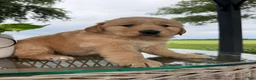 Golden Retriever dogs for sale: Victor - Ad 7