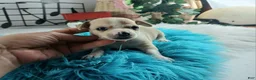 Chihuahua dogs for sale: Cece's fawn/white boy, NATIONWIDE DELIVERY  - Ad 5