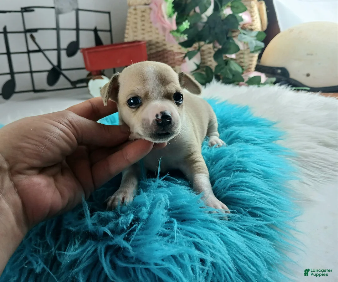 Chihuahua dogs for sale: Cece's fawn/white boy, NATIONWIDE DELIVERY  - Ad 5