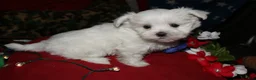 Maltese dogs for sale: Chester - Ad 8