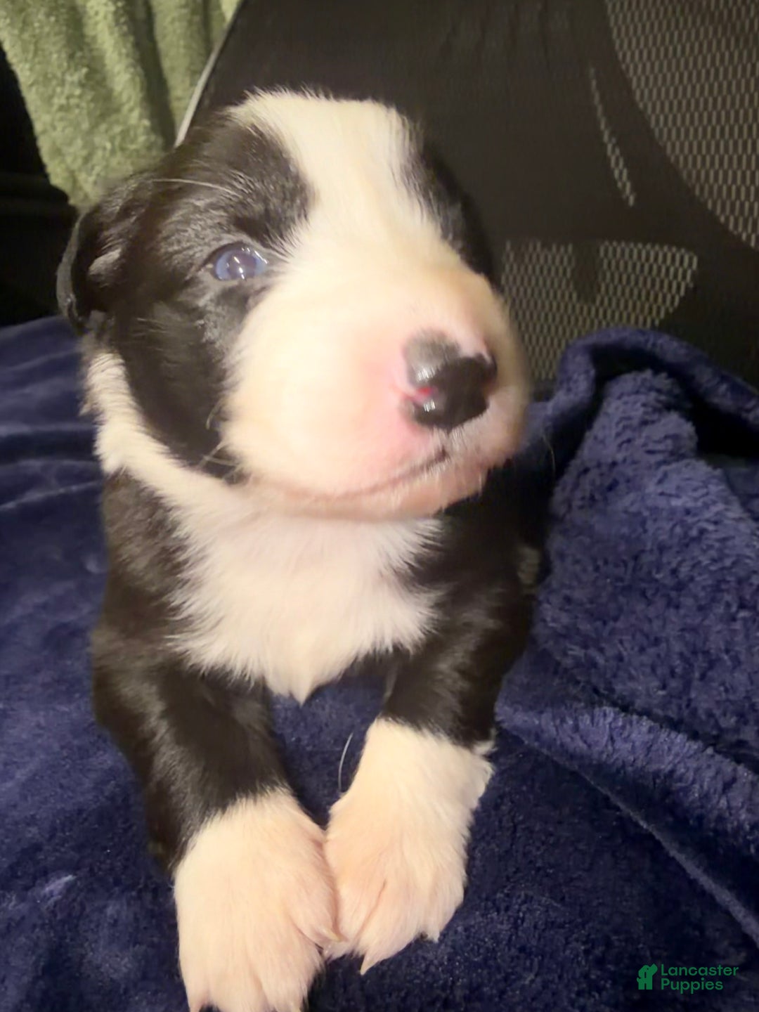 Australian Shepherd dogs for sale: Australian Shepherd Puppy - Georgia  - Ad 4