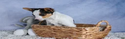 Toy Fox Terrier dogs for sale: Theo  - Ad 14