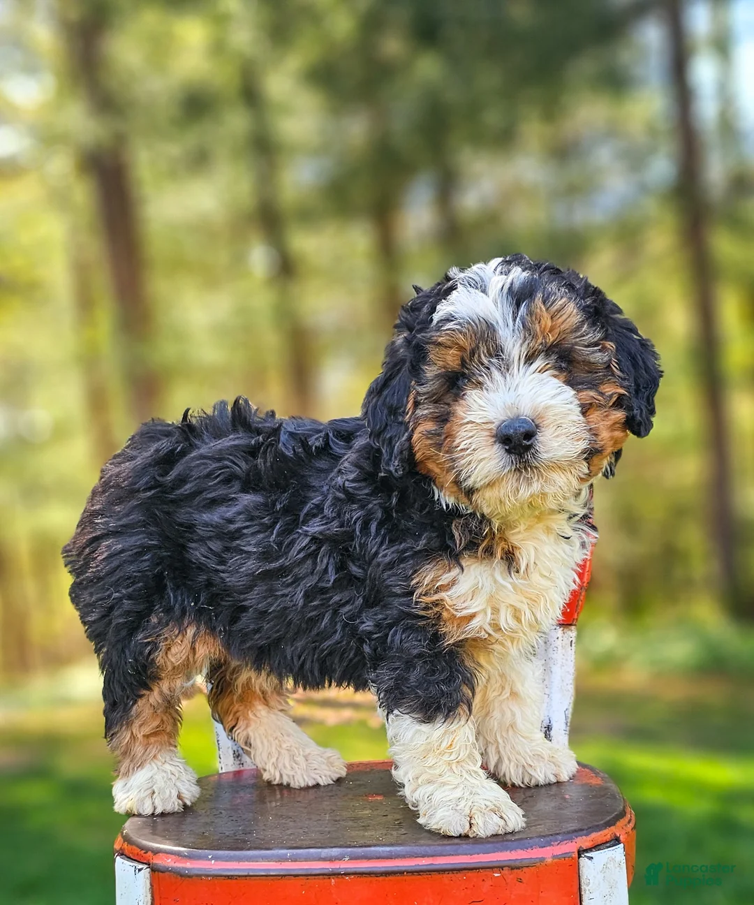 Mini Bernedoodle dogs for sale: Ranger - Ad 1