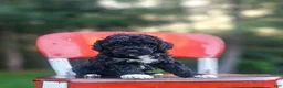 Mini Bernedoodle dogs for sale: Ink - Ad 1