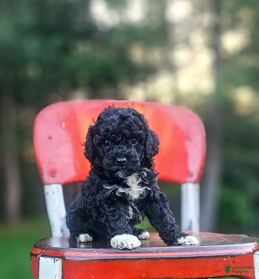 Mini Bernedoodle dogs for sale: Ink - Ad 1
