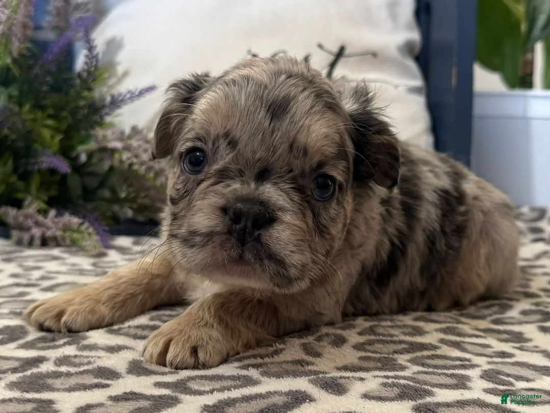 French Bulldog dogs for sale: French Bulldog Puppy 5 - Ad 2