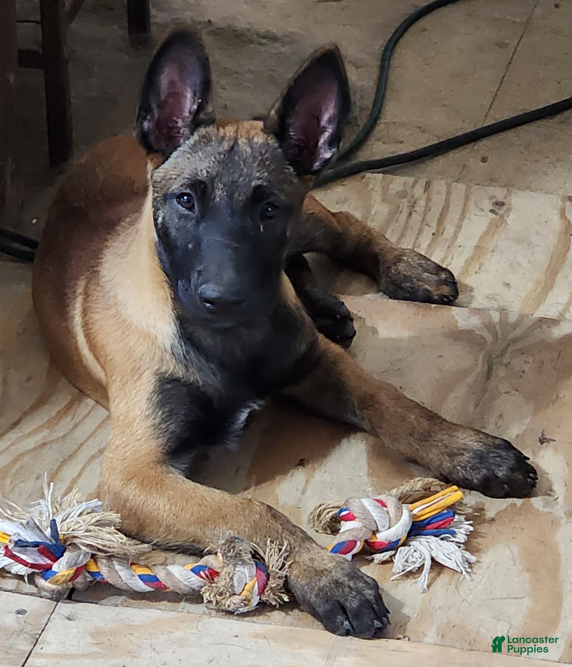 Belgian Malinois dogs Belgian Malinois 2 - Ad 5